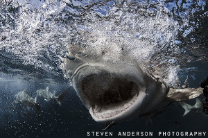 Open Wide!!!!!!  Lemon Sharks at Tiger Beach never disapp... by Steven Anderson 